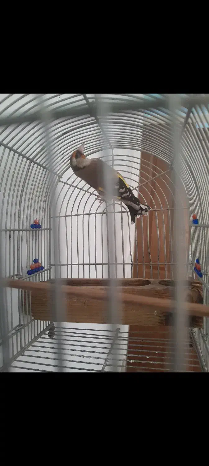 فروش یامعاوضه سهره دورگ|پرنده|شیراز, تاچارا|دیوار