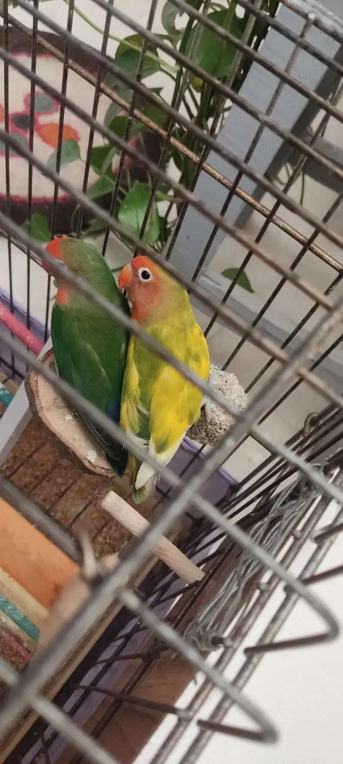 طوطی برزیلی جفت با همه وسایل|پرنده|گرمسار, |دیوار