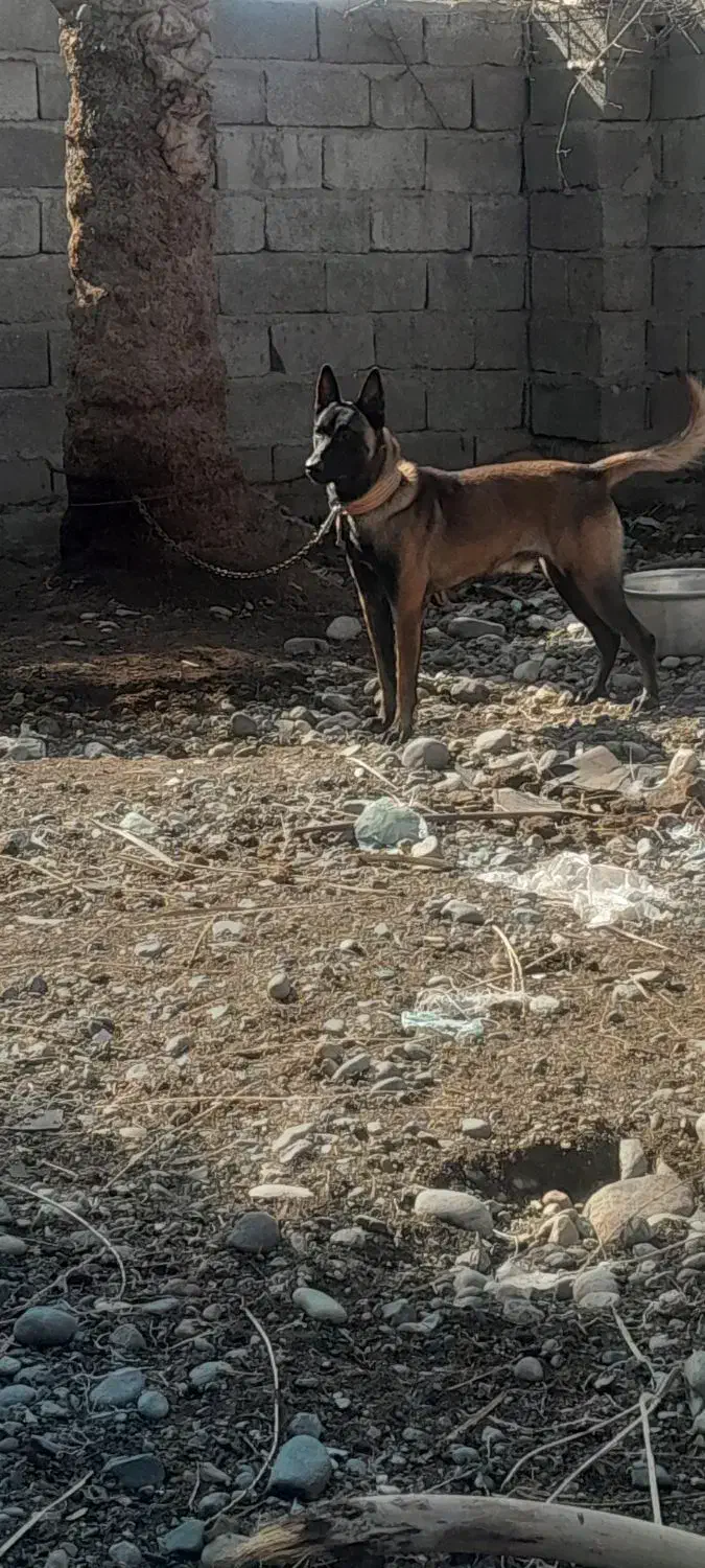 سگ مالینویز گیرنده شناسنامه داره همچی اوکی|سگ|جیرفت, |دیوار