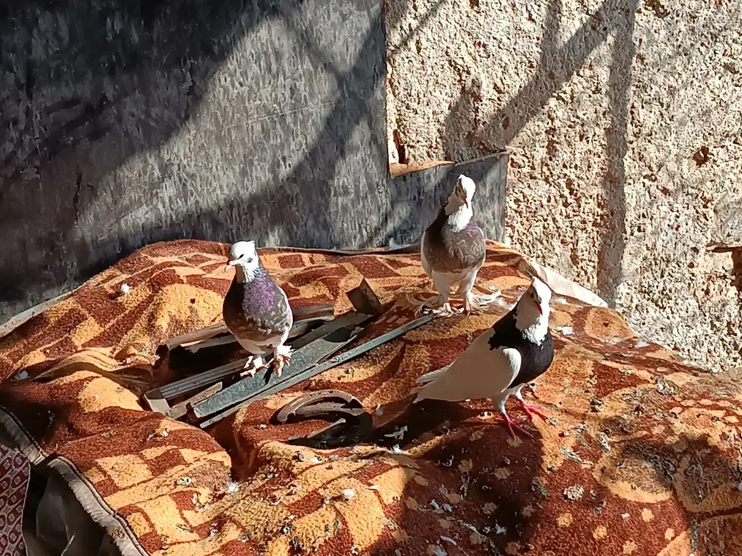 کبوتر طوقی|پرنده|وراوی, |دیوار