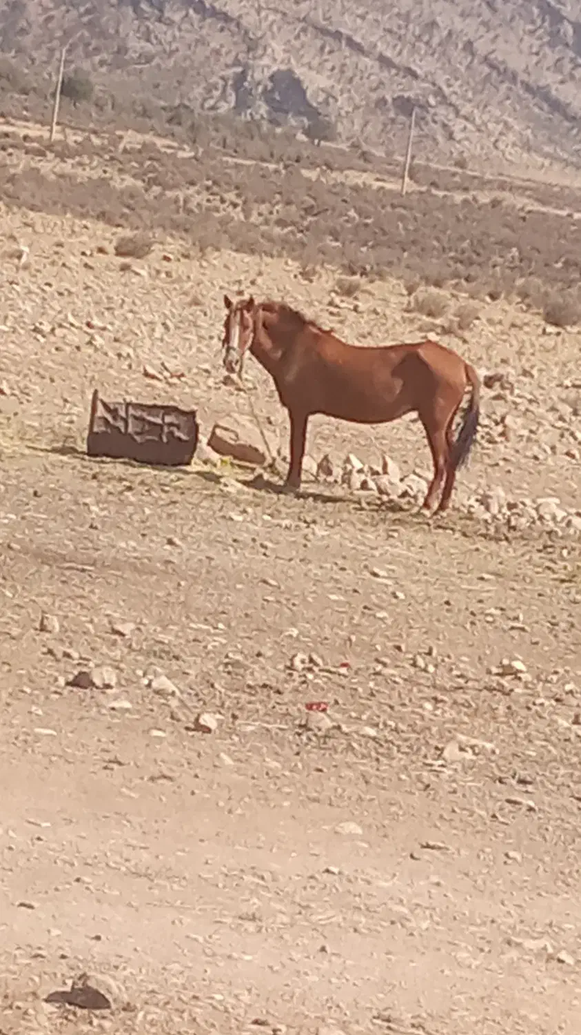 فروش اسب معامله با شیشک خوب|اسب و تجهیزات اسبسواری|شیراز, ابیوردی|دیوار