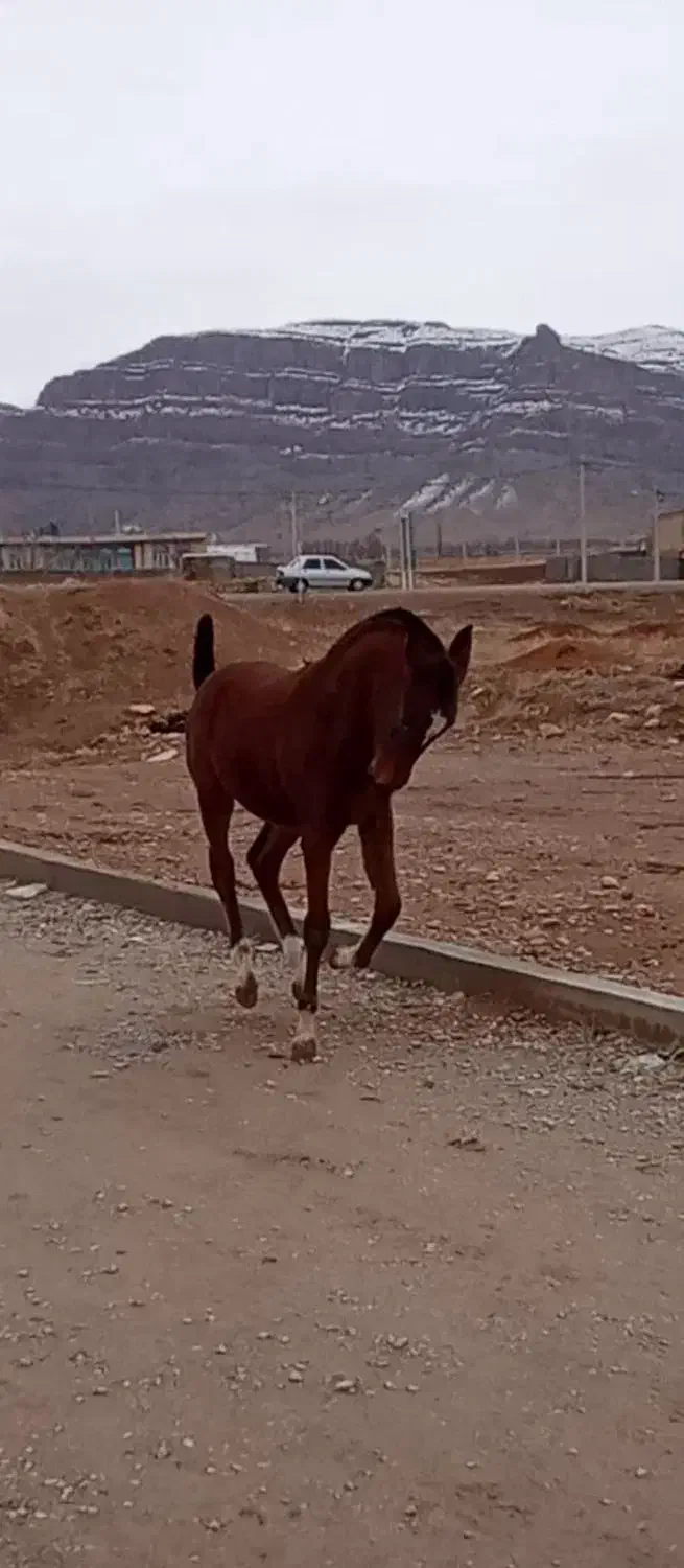 کره ماده|اسب و تجهیزات اسب‌سواری|لردگان, |دیوار