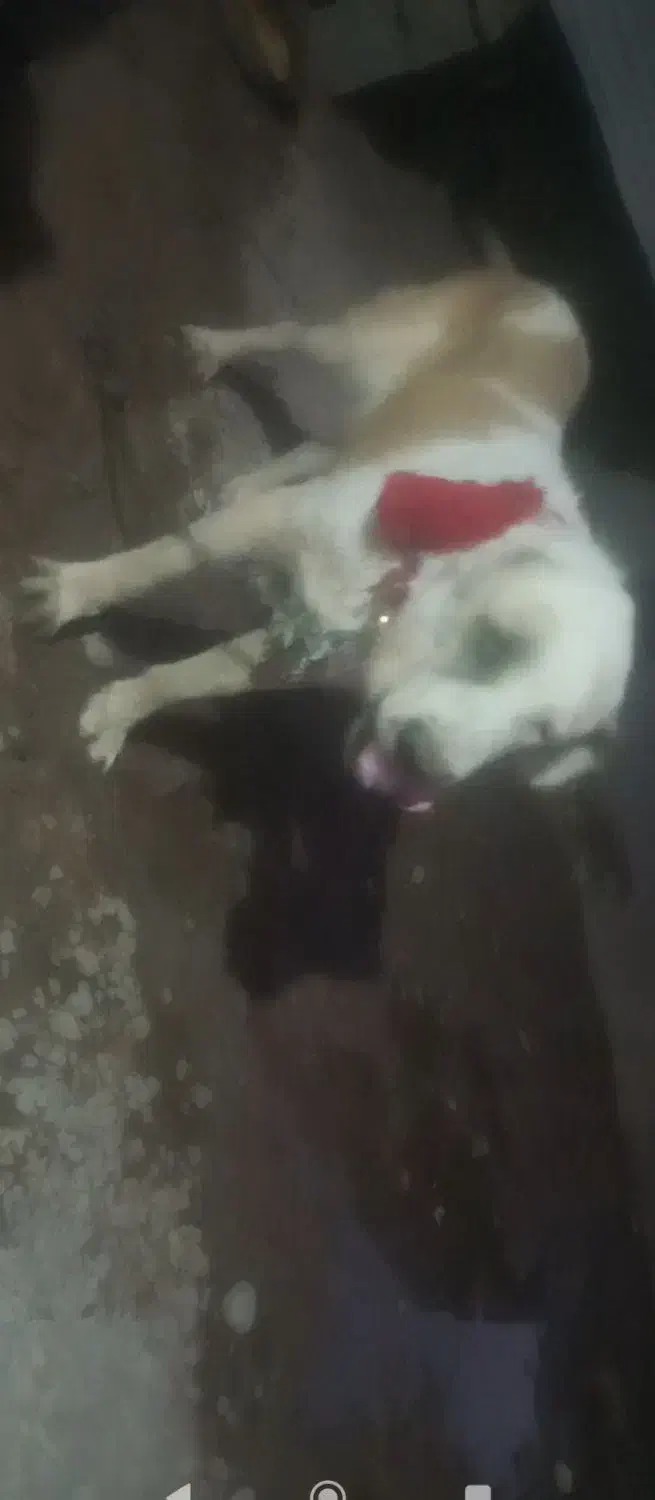 واگذاری سگ پژدر اراکی|سگ|نرماشیر, |دیوار