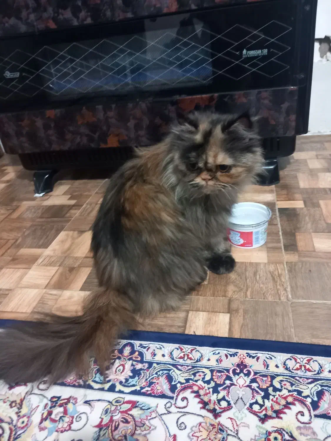 گربه ی پرشین ماده|گربه|زنجان, |دیوار