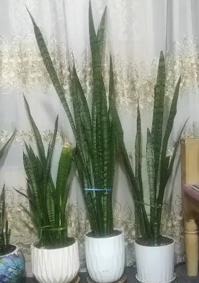 سه عدد گل سانسوریا|گل و گیاه طبیعی|بروجرد, |دیوار