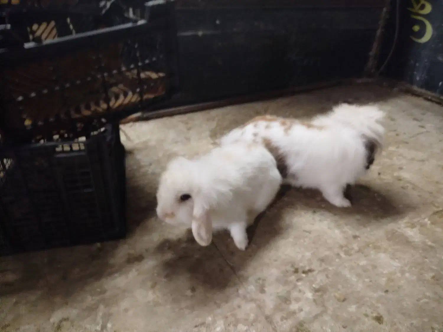 خرگوش پشمالو|موش و خرگوش|اهواز, شریعتی جنوبی|دیوار