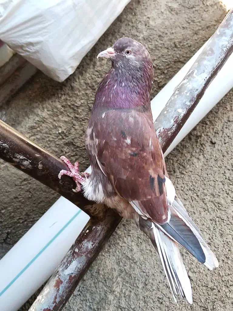 نر و ماده سرور|پرنده|بیستون, |دیوار