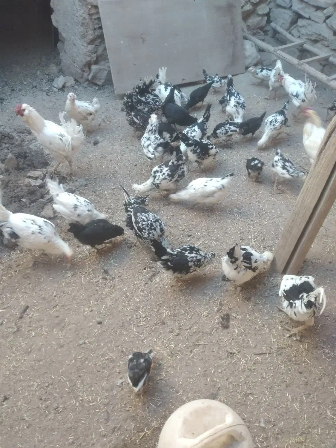 فروش تعداد مرغ و خروس گلین زیبا و اصل|حیوانات مزرعه|دهگلان, |دیوار