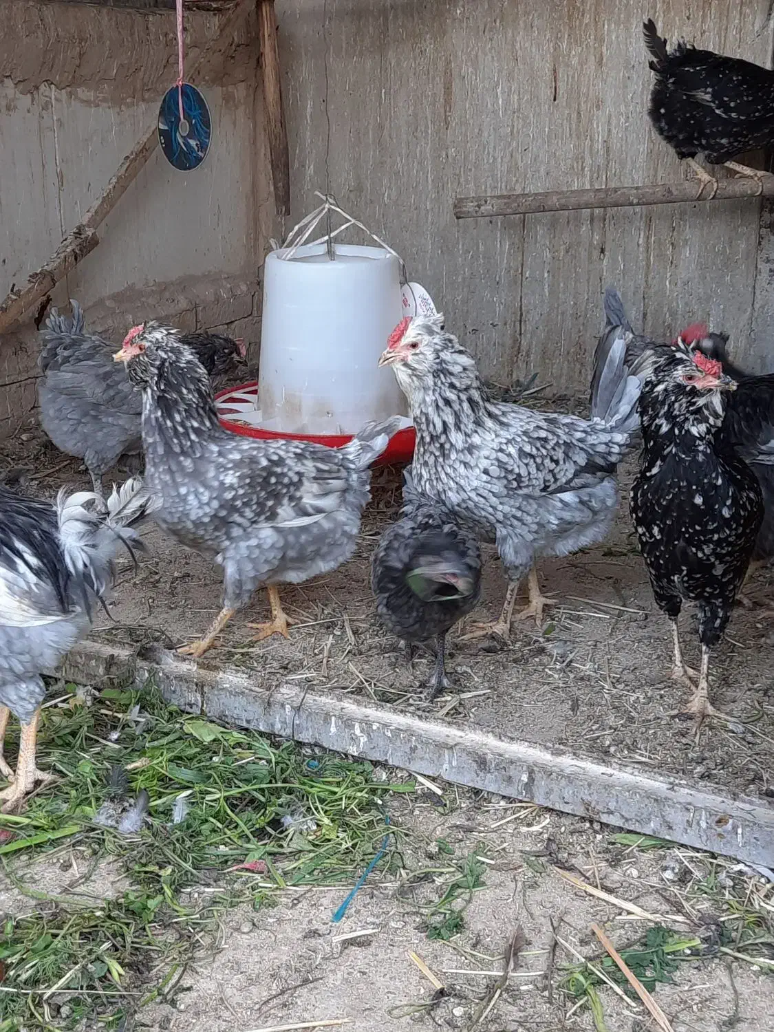 تخم مرغ نطفه دار گلین|حیوانات مزرعه|ری, دیلمان|دیوار