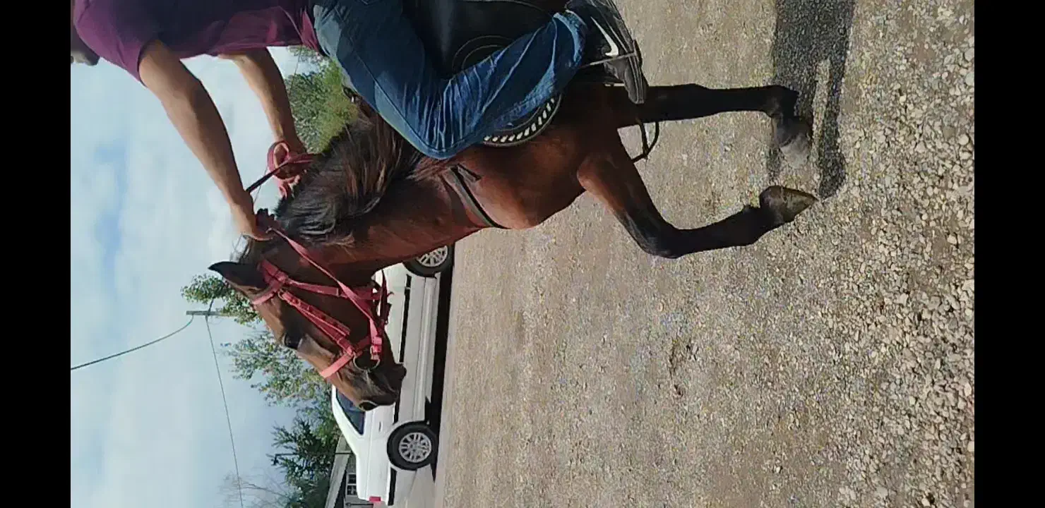 اسب ۴نیم ساله سواری|اسب و تجهیزات اسبسواری|رشت, گلباغ نماز|دیوار