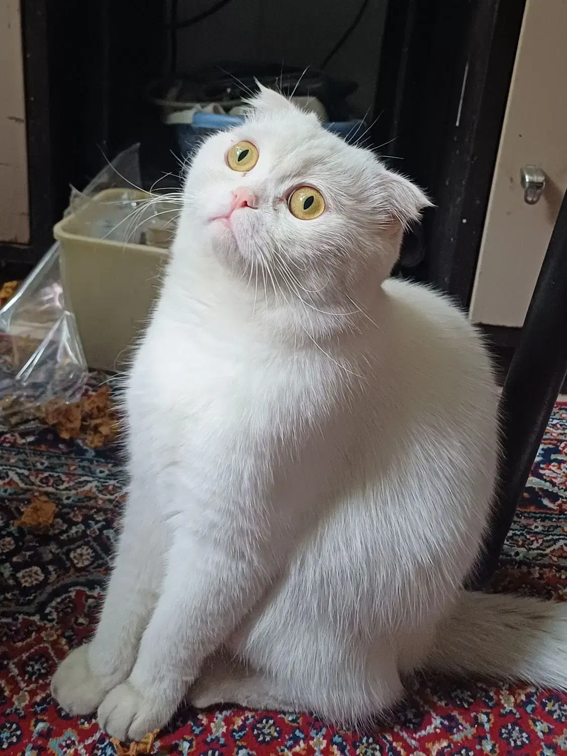 واگزاری گربه اسکاتیش|گربه|زنجان, |دیوار