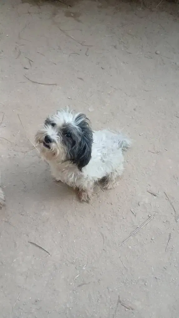 سگ شیتزو نروماده|سگ|آبپخش, |دیوار