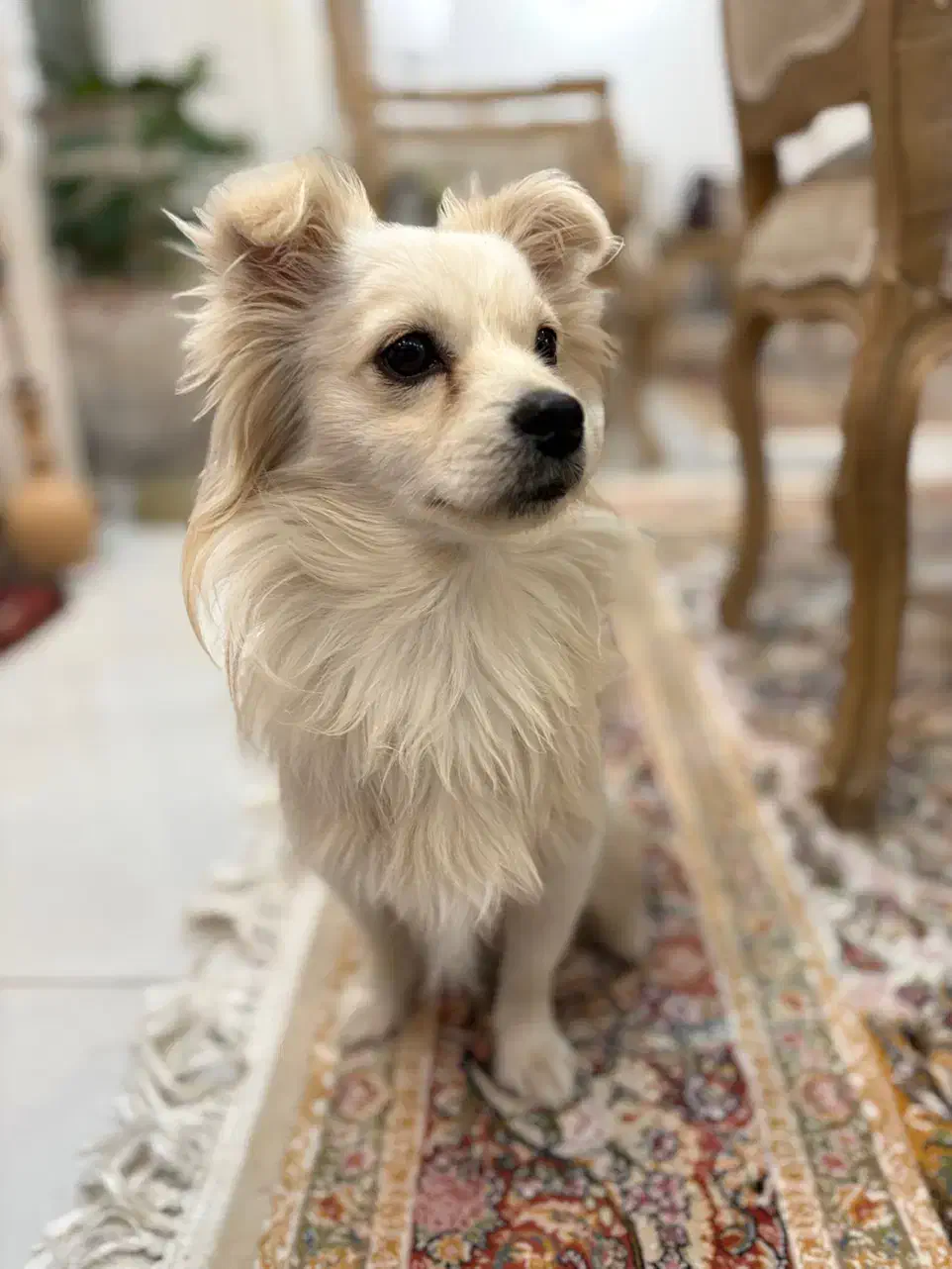 سلام دوستا این سگ گم شده|حیوانات|بندر کنگان, |دیوار