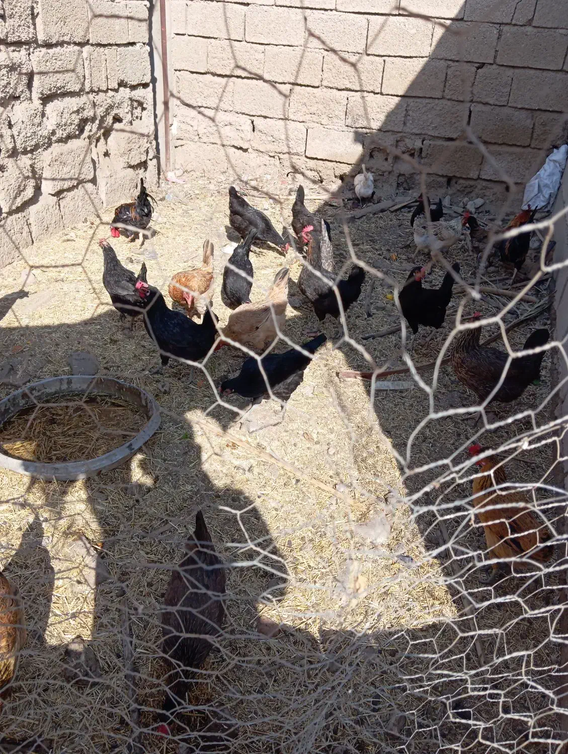 مرغ عربی|حیوانات مزرعه|رامشیر, |دیوار