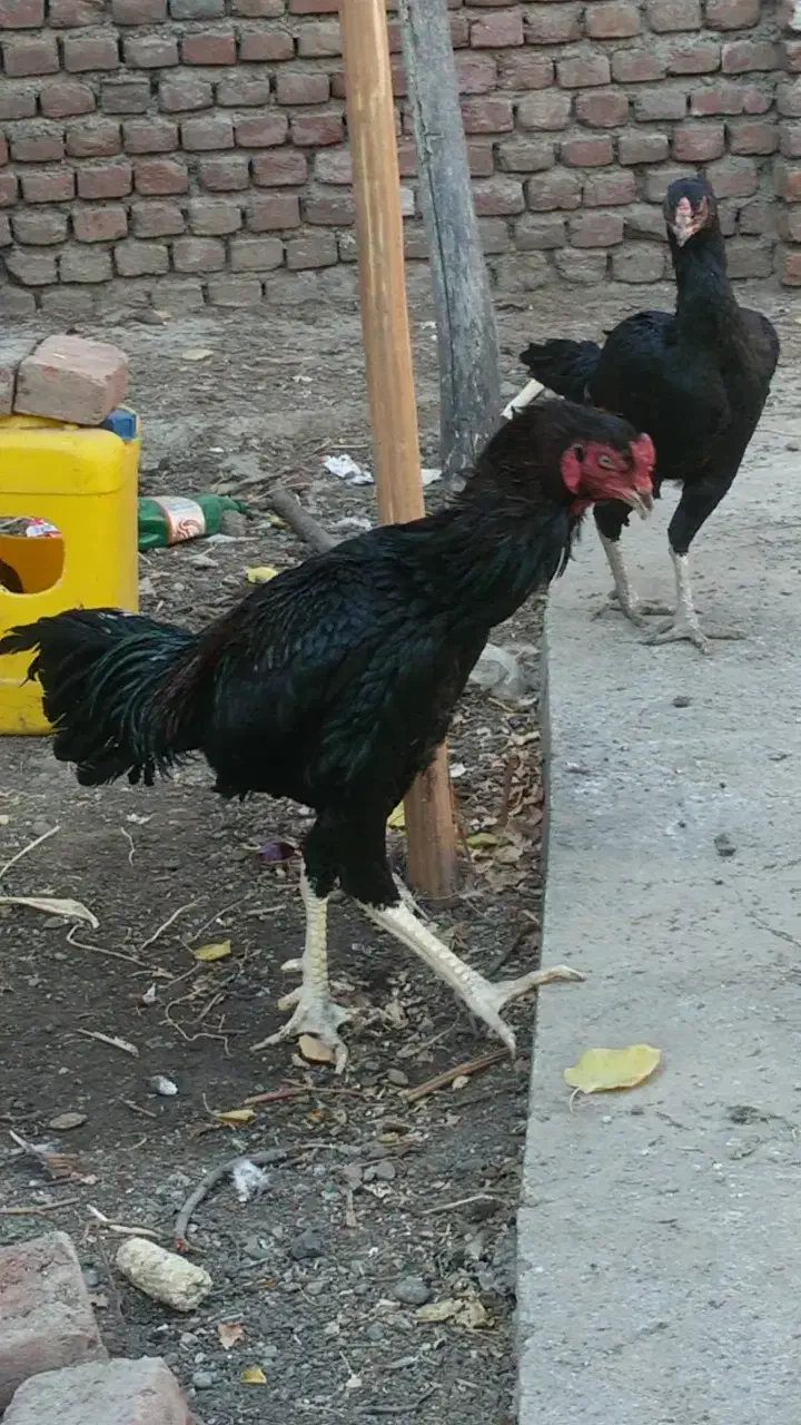 لاری اصل|حیوانات مزرعه|نقده, |دیوار