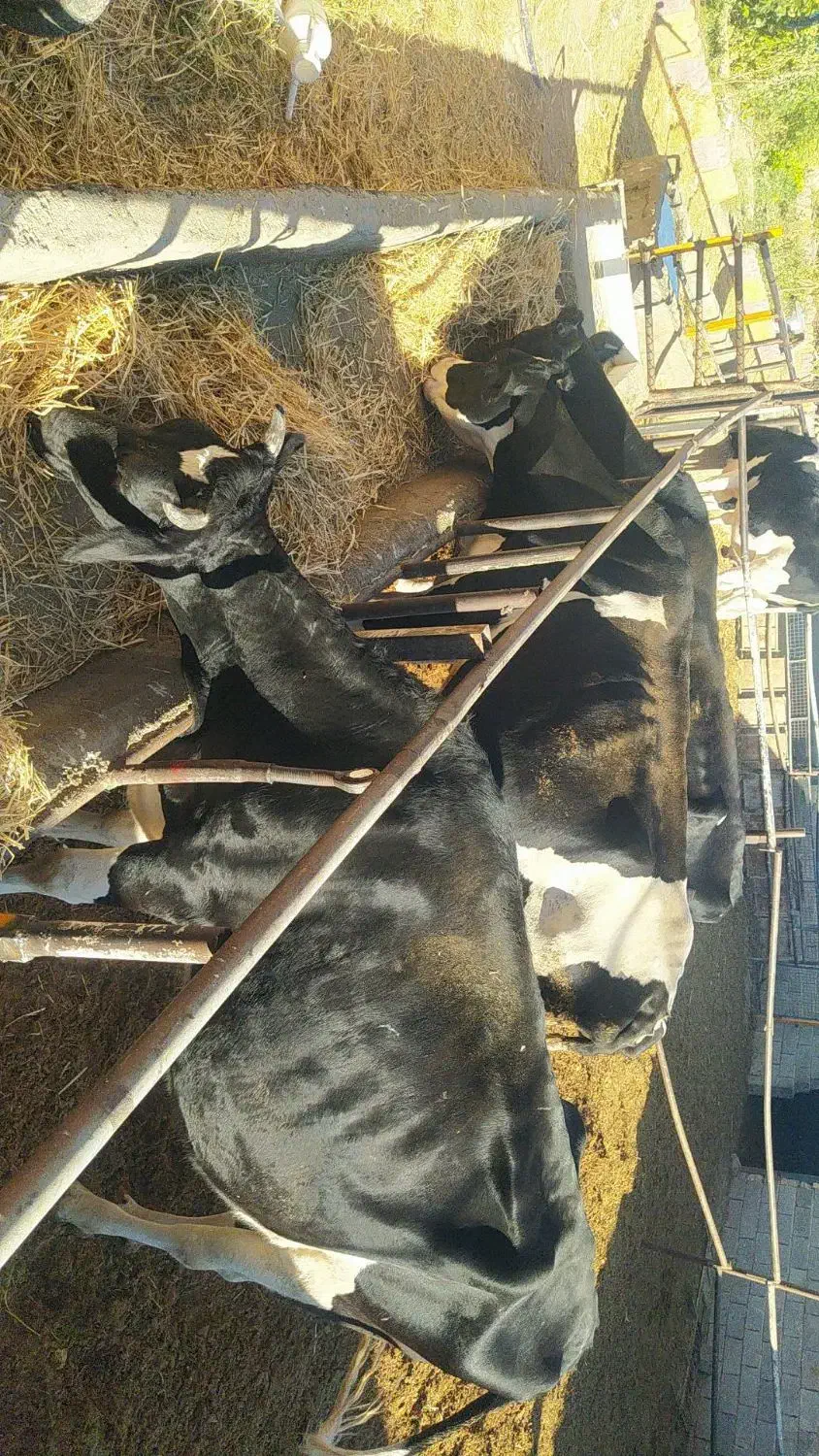 گاو شیری|حیوانات مزرعه|سرولایت, |دیوار