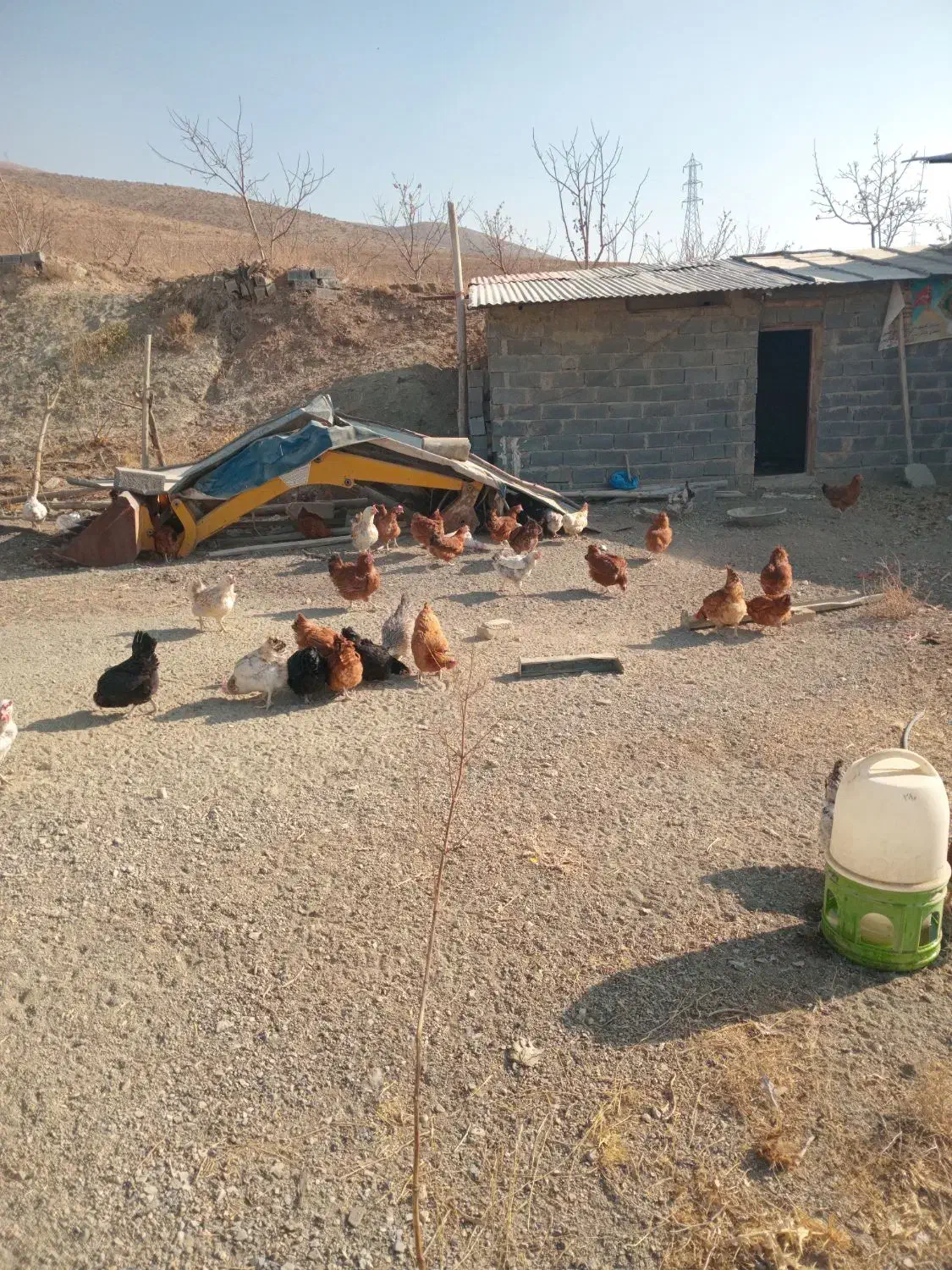 مرغ محلی تخمگذار|حیوانات مزرعه|رودهن, |دیوار