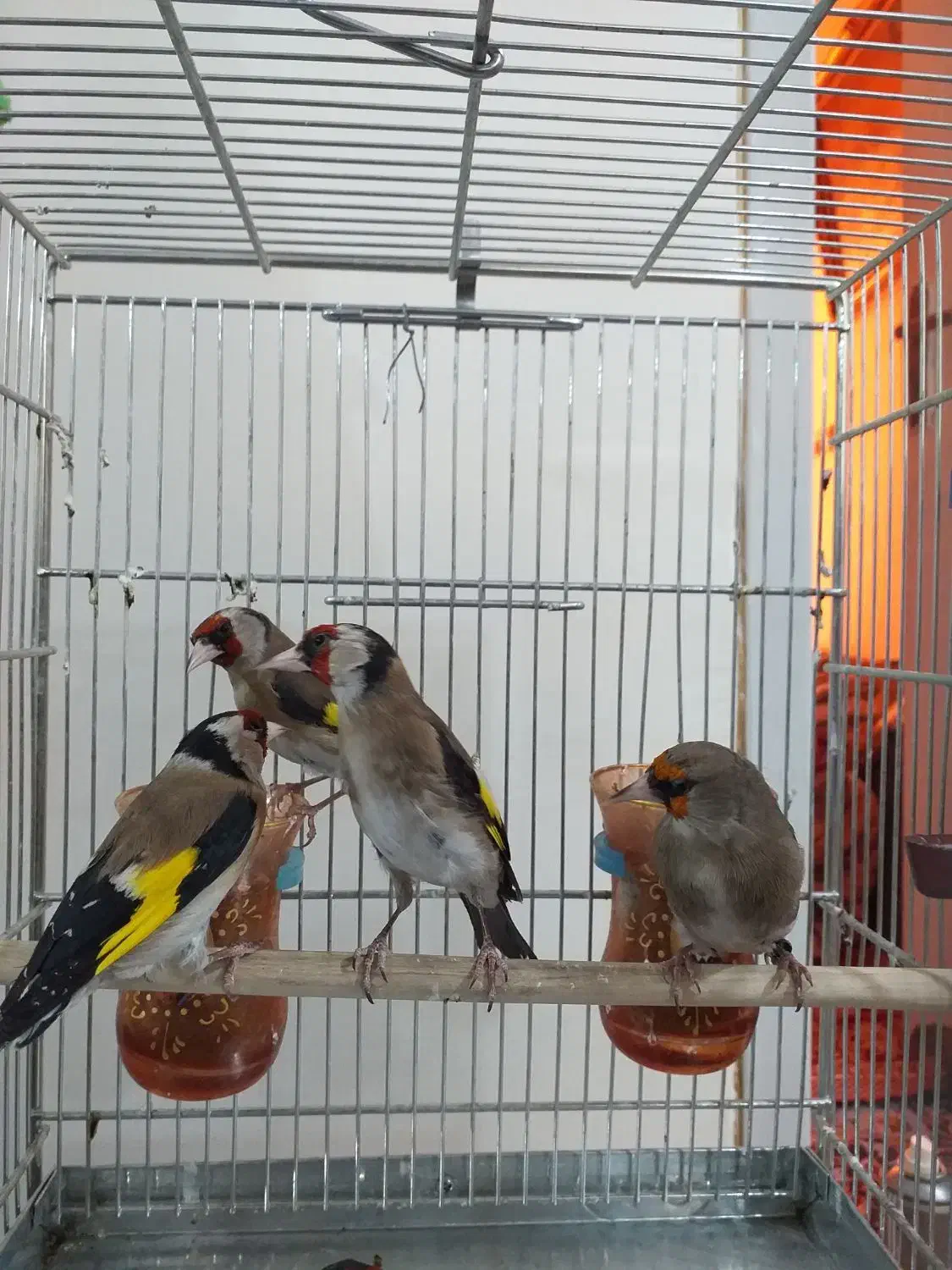 سهره ۵ تا یجا|پرنده|تهران, جوادیه|دیوار