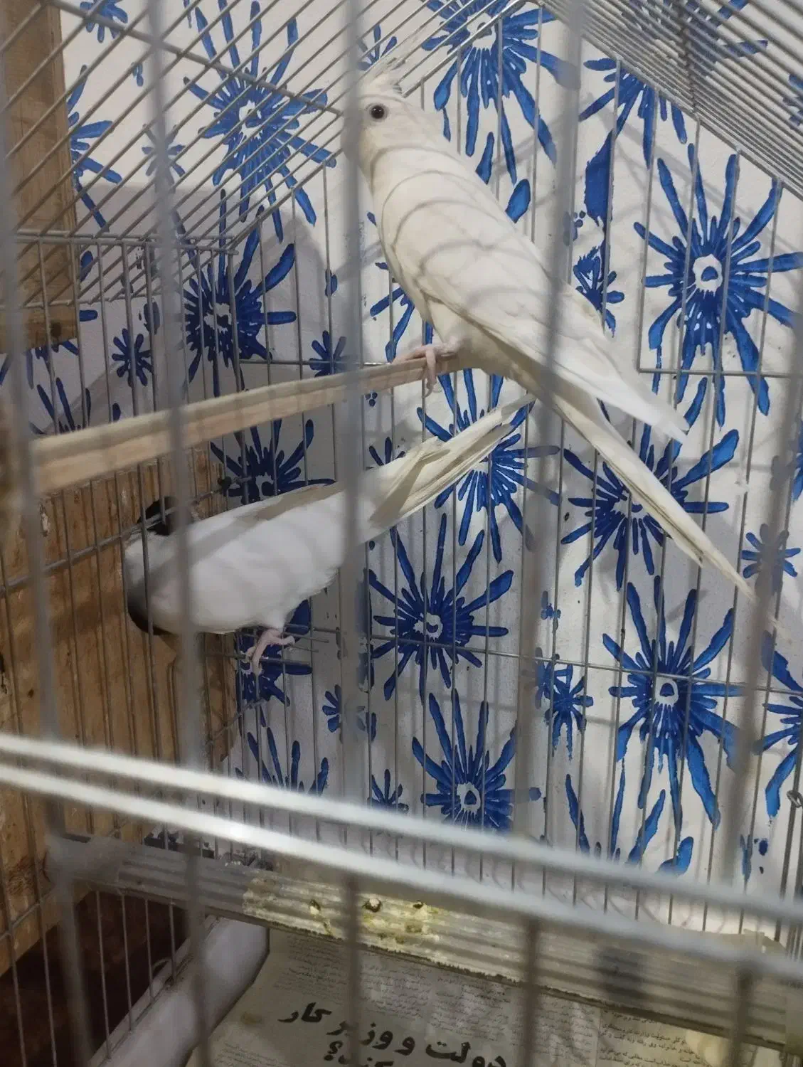 جفت عروس آلبینو. با جوجه|پرنده|میناب, |دیوار