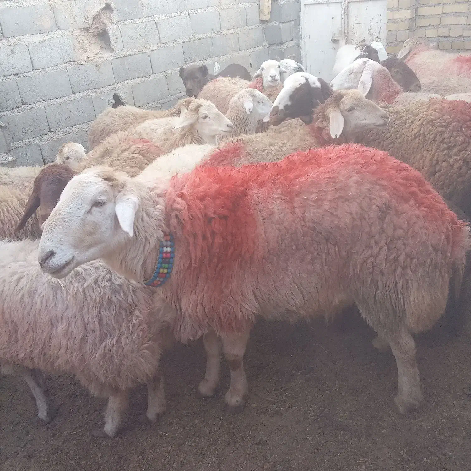 بره|حیوانات مزرعه|تایباد, |دیوار