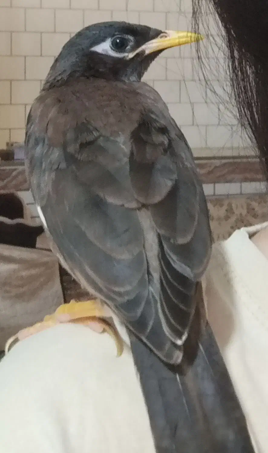 مرغ مینا گمشده|حیوانات|شوشتر, |دیوار