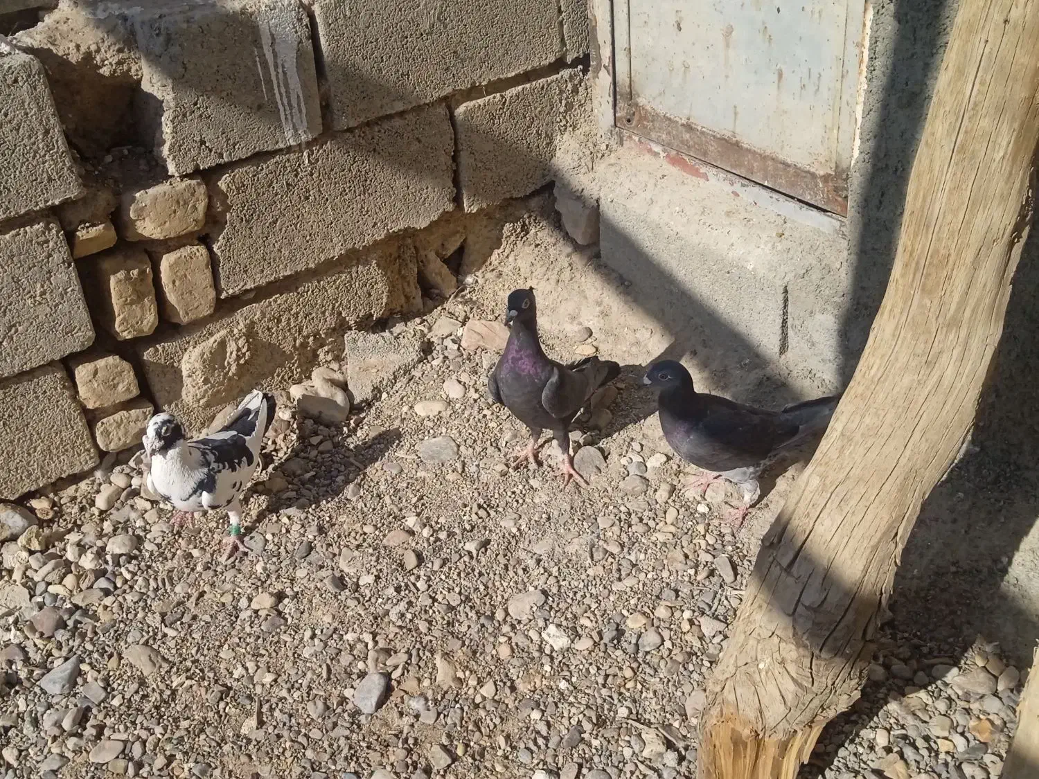 کبوتر|پرنده|فسا, |دیوار