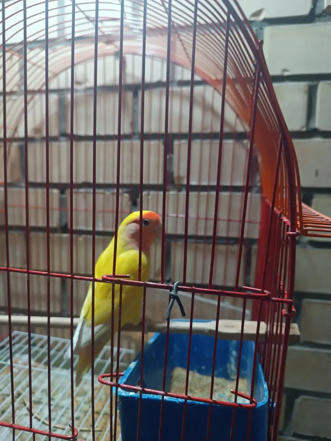 کوتوله برزیلی|پرنده|شاهین‌شهر, شهرک پردیس|دیوار