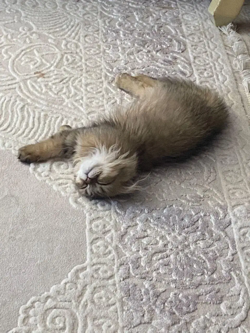 فروش گربه اسکاتیش فولد|گربه|بندرعباس, |دیوار