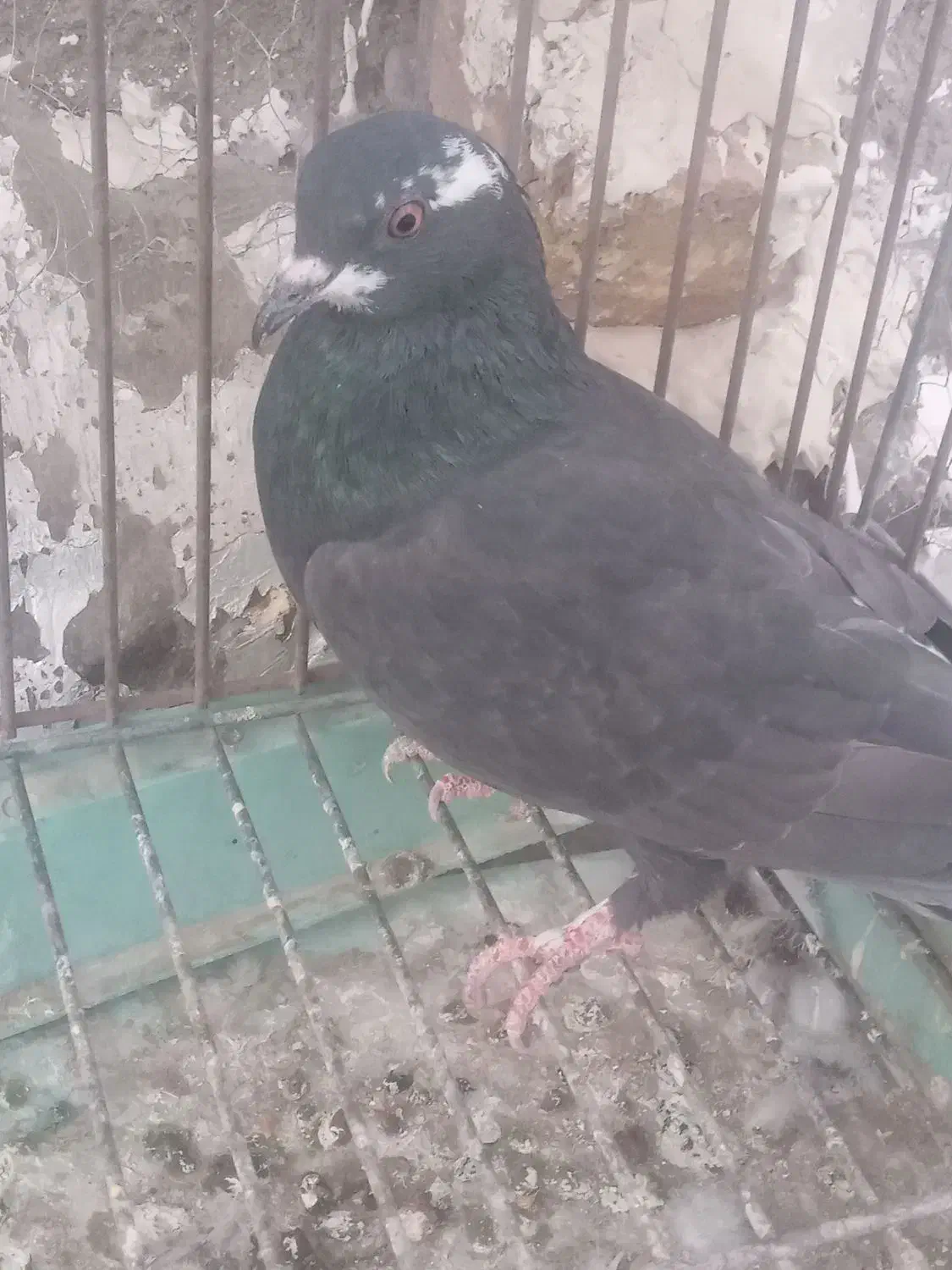 کفتر|پرنده|تربت‌حیدریه, آغوی|دیوار