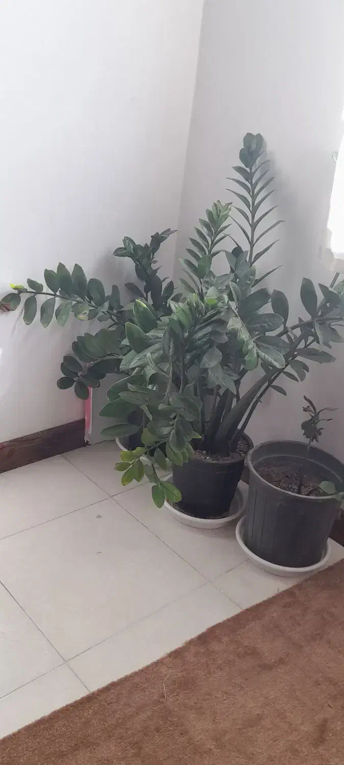 پرستار خانم  تمام وقت|استخدام سرایداری و نظافت|فولادشهر, B2|دیوار