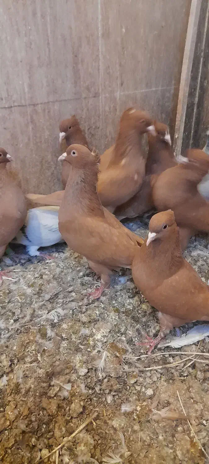 پرنده کبوتر فروشی|پرنده|اسفرورین, |دیوار