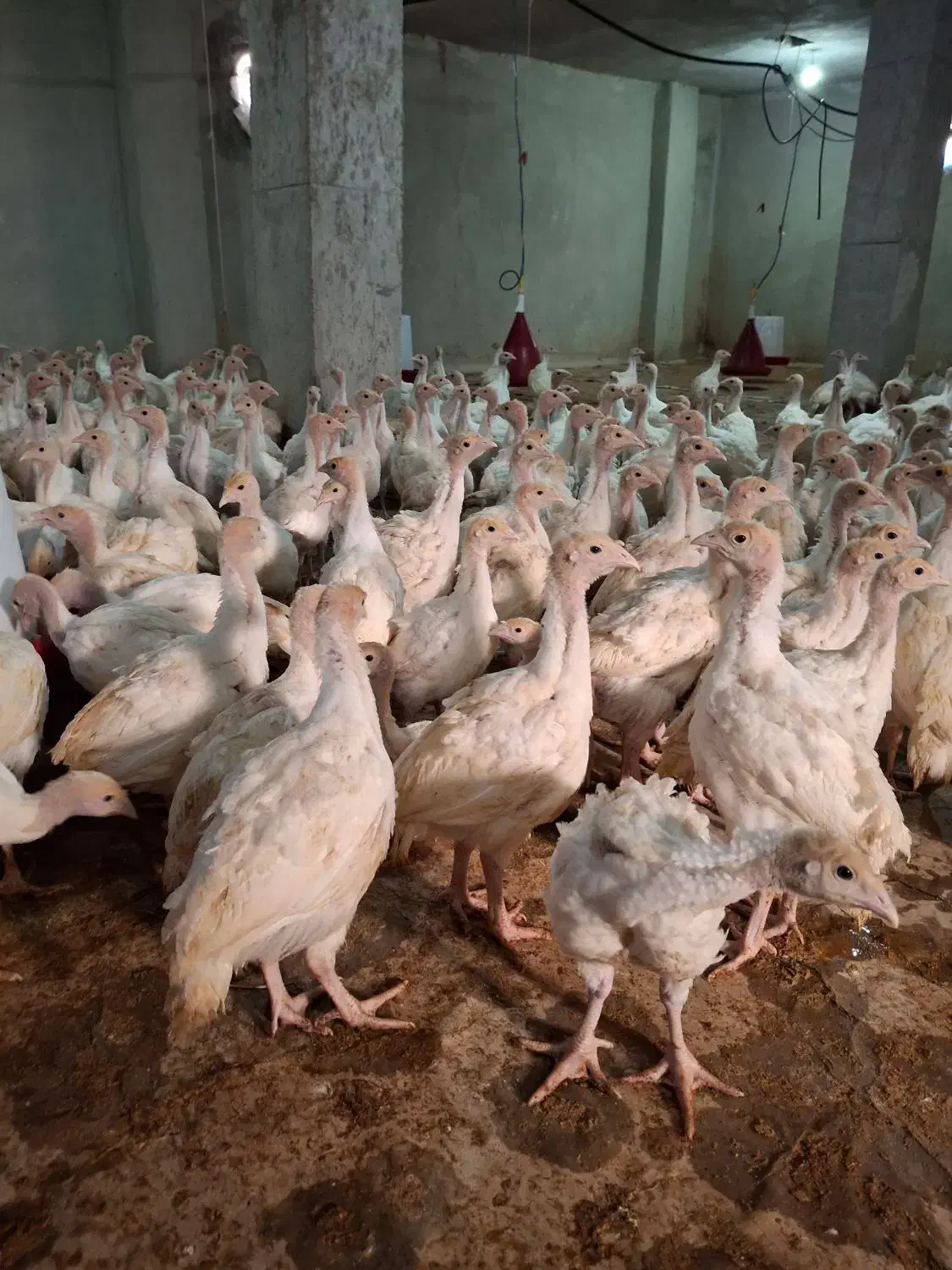 جوجه بوقلمون برنز و بوربون و بیوتی 2ماهه|حیوانات مزرعه|شیراز, دروازه قران|دیوار