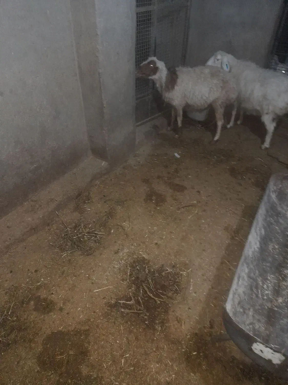 میش|حیوانات مزرعه|بیرجند, |دیوار