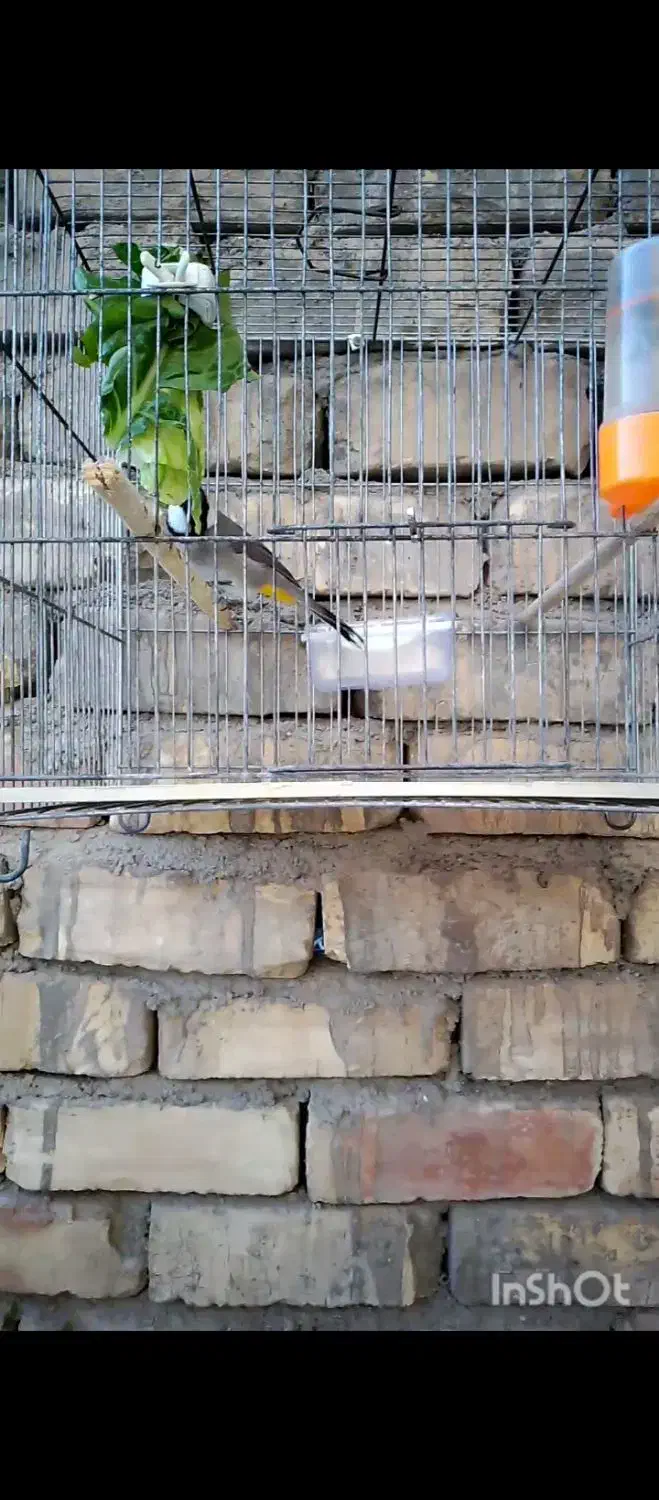 سهره نر بخون.فنچ|پرنده|قم, شهرک فاطمیه|دیوار