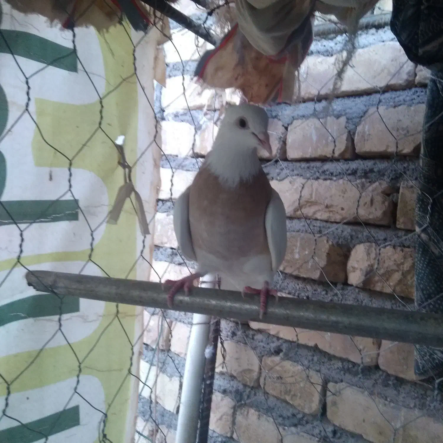 دوتا ماده طوقی|حیوانات|کرمان, |دیوار