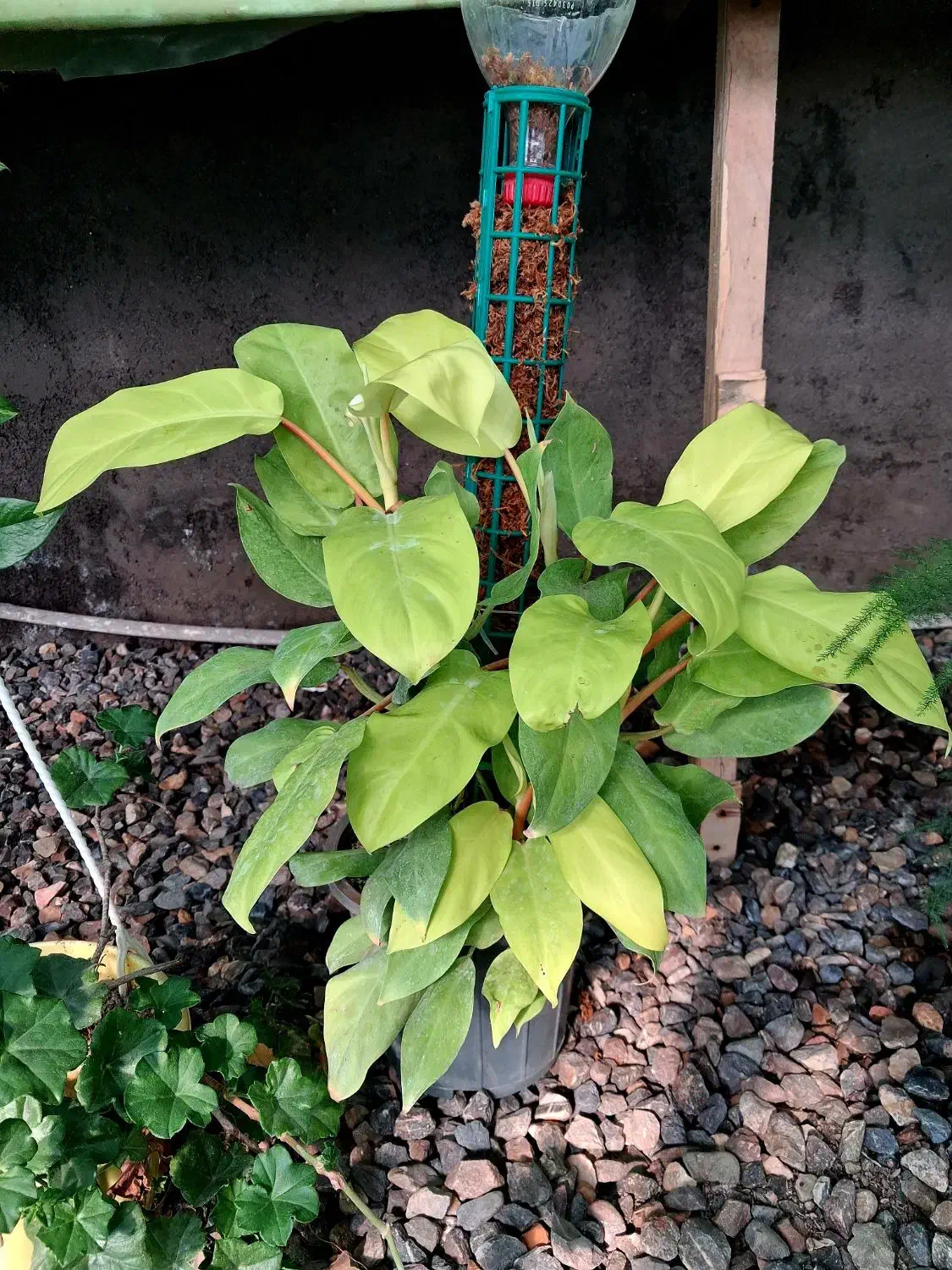 گلفروشی پرنده بهشتی|گل و گیاه طبیعی|خان ببین, |دیوار