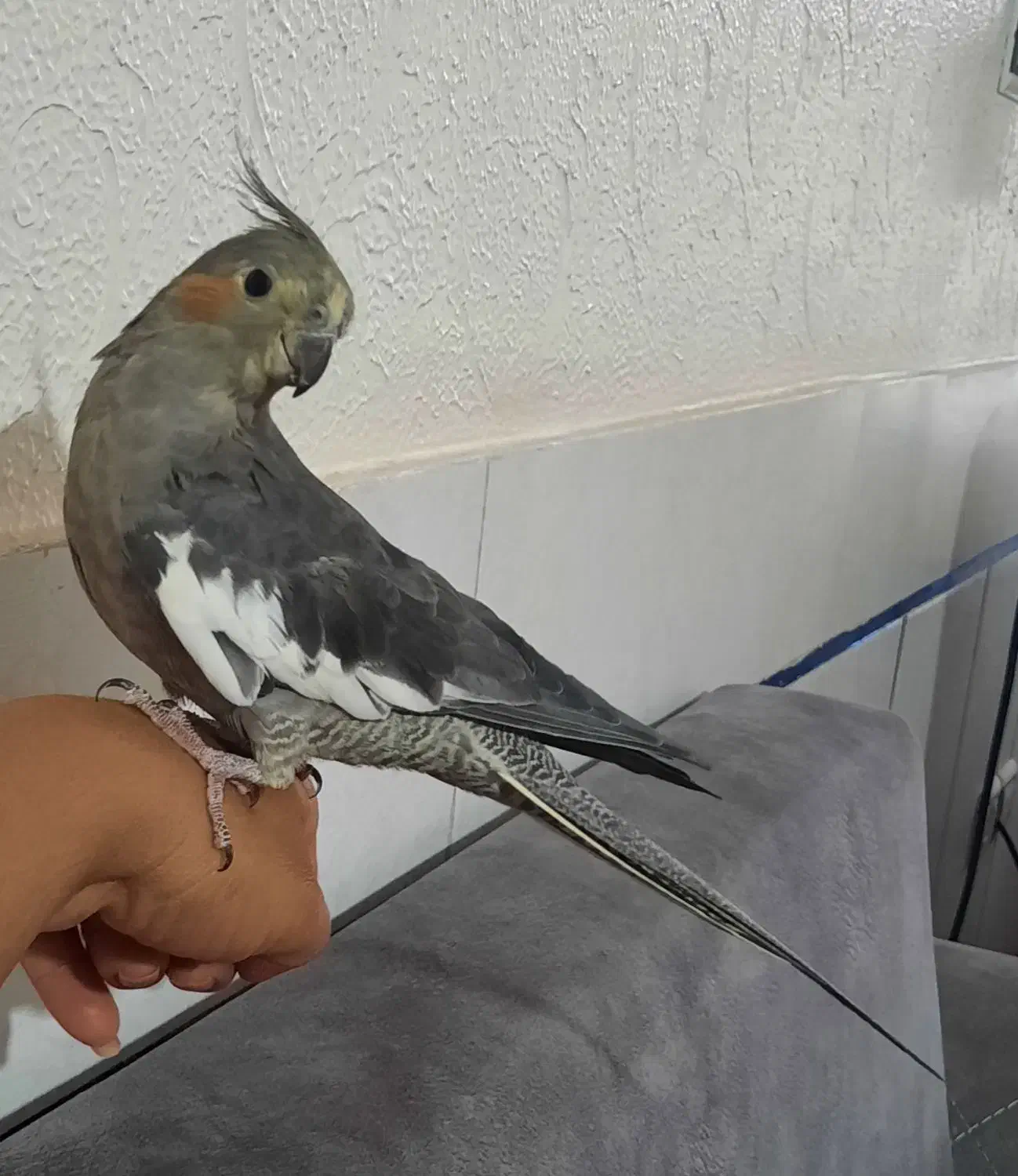 عروس ماده بالغ،۹ ماهه،دستی|پرنده|شاهین‌شهر, گرگاب|دیوار