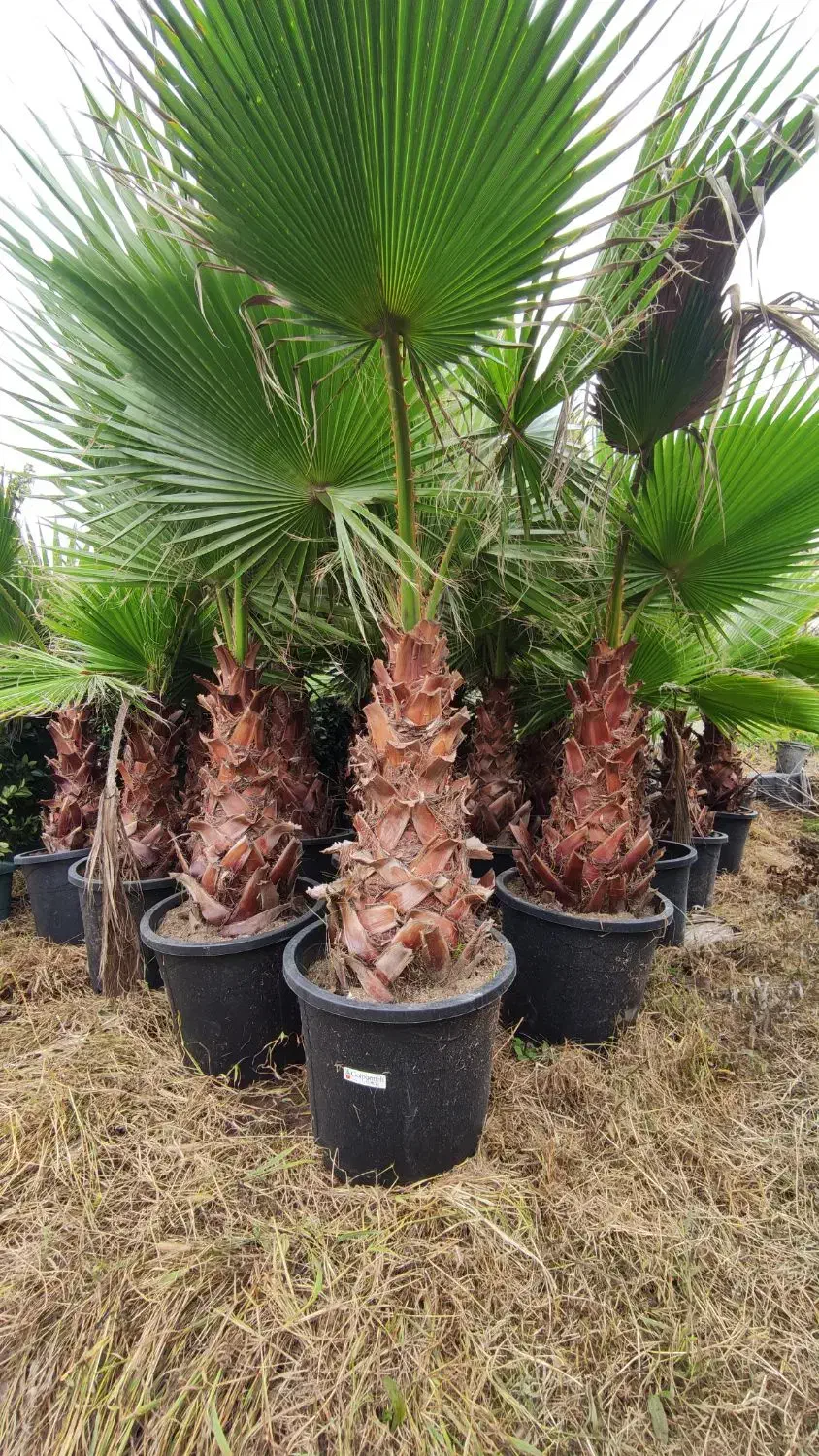 فروش پالم واشنگتن تنه یک متری|خدمات باغبانی و درختکاری|چابکسر, |دیوار