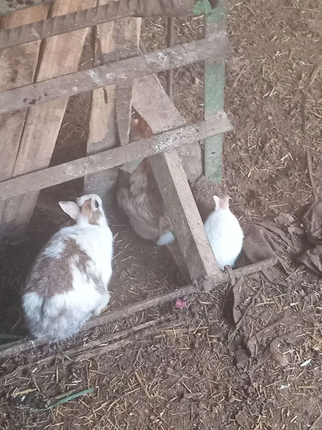 خرگوش|موش و خرگوش|مسجد سلیمان, |دیوار