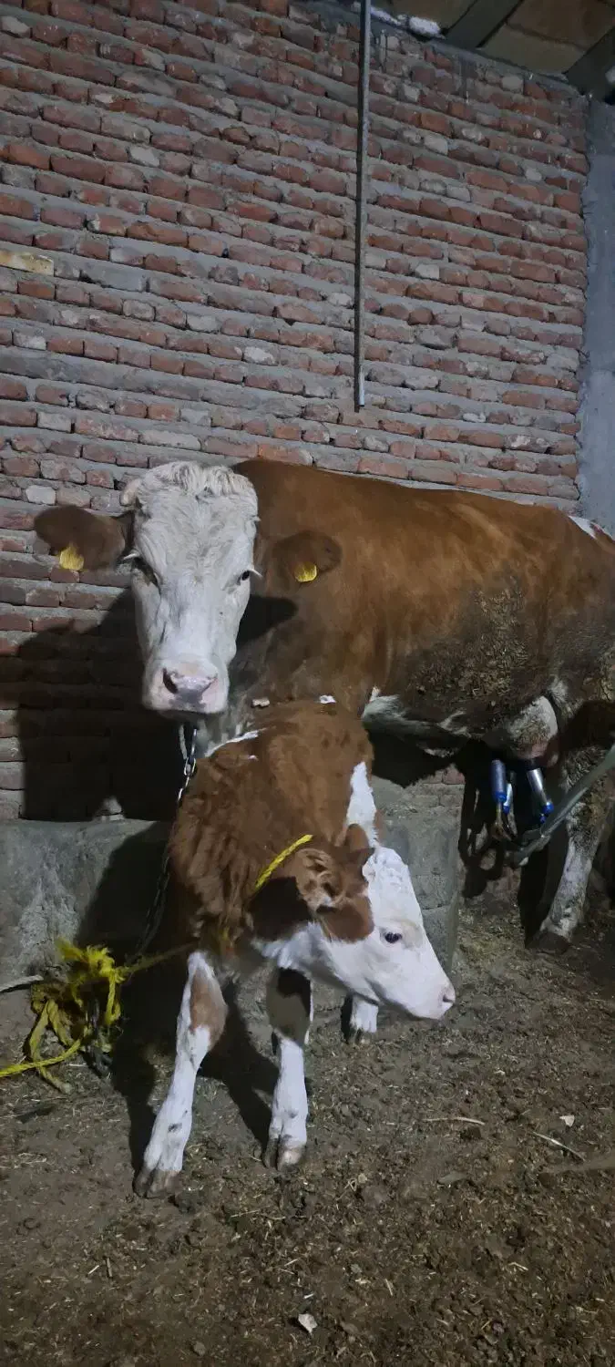 گاو سیمنتال|حیوانات مزرعه|تبریز, |دیوار