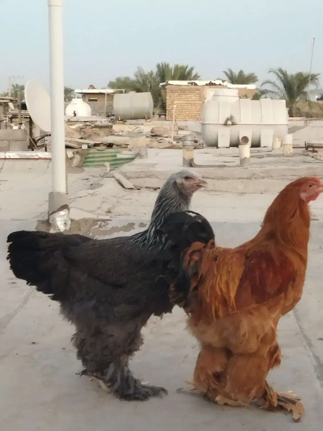 مرغ و خروس برهما اصل اصل|حیوانات مزرعه|اهواز, دغاغله|دیوار