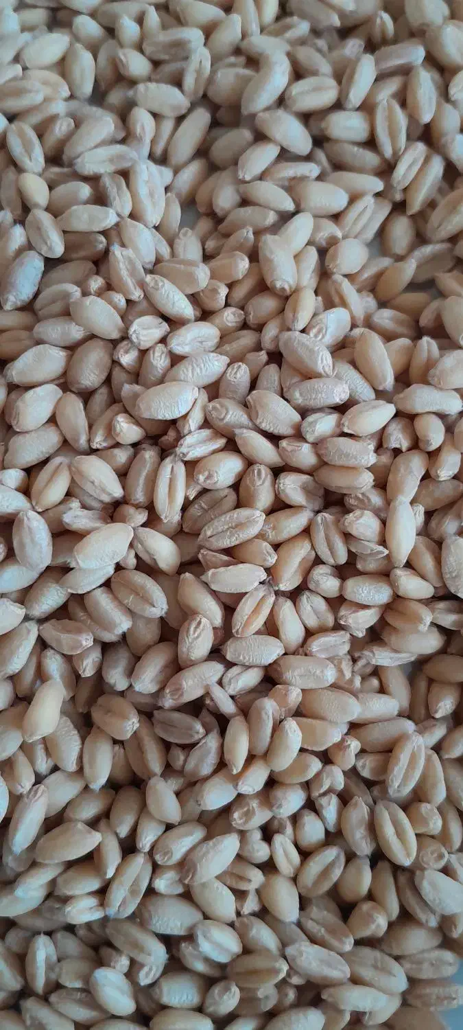 گندم ایوان|لوازم جانبی حیوانات|اهر, |دیوار