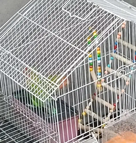 طوطی برزیلی جفت|پرنده|قروه, |دیوار