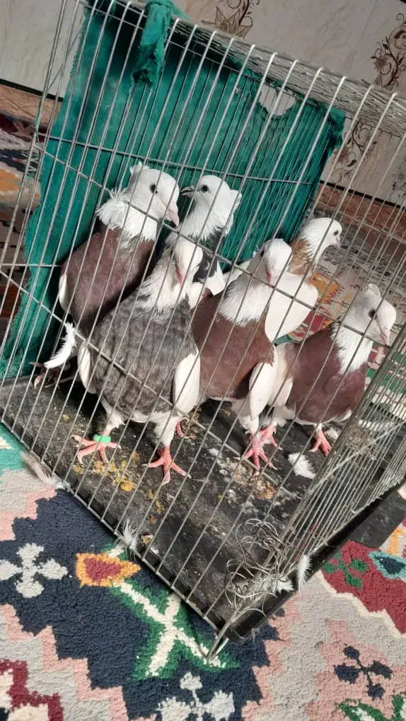 کبوتر|پرنده|شوشتر, |دیوار