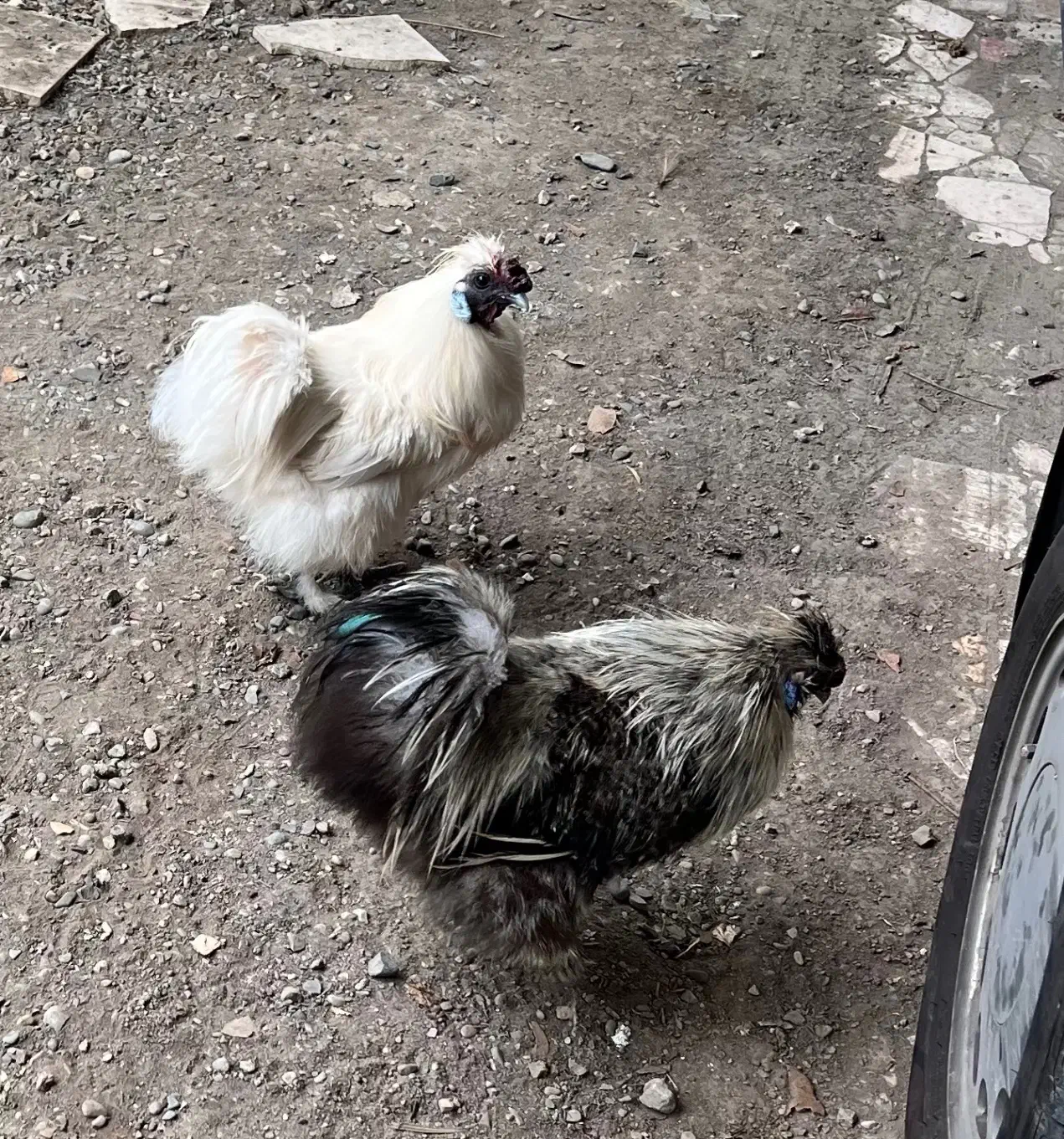 خروس ابریشمی|حیوانات مزرعه|رشت, دیانتی|دیوار