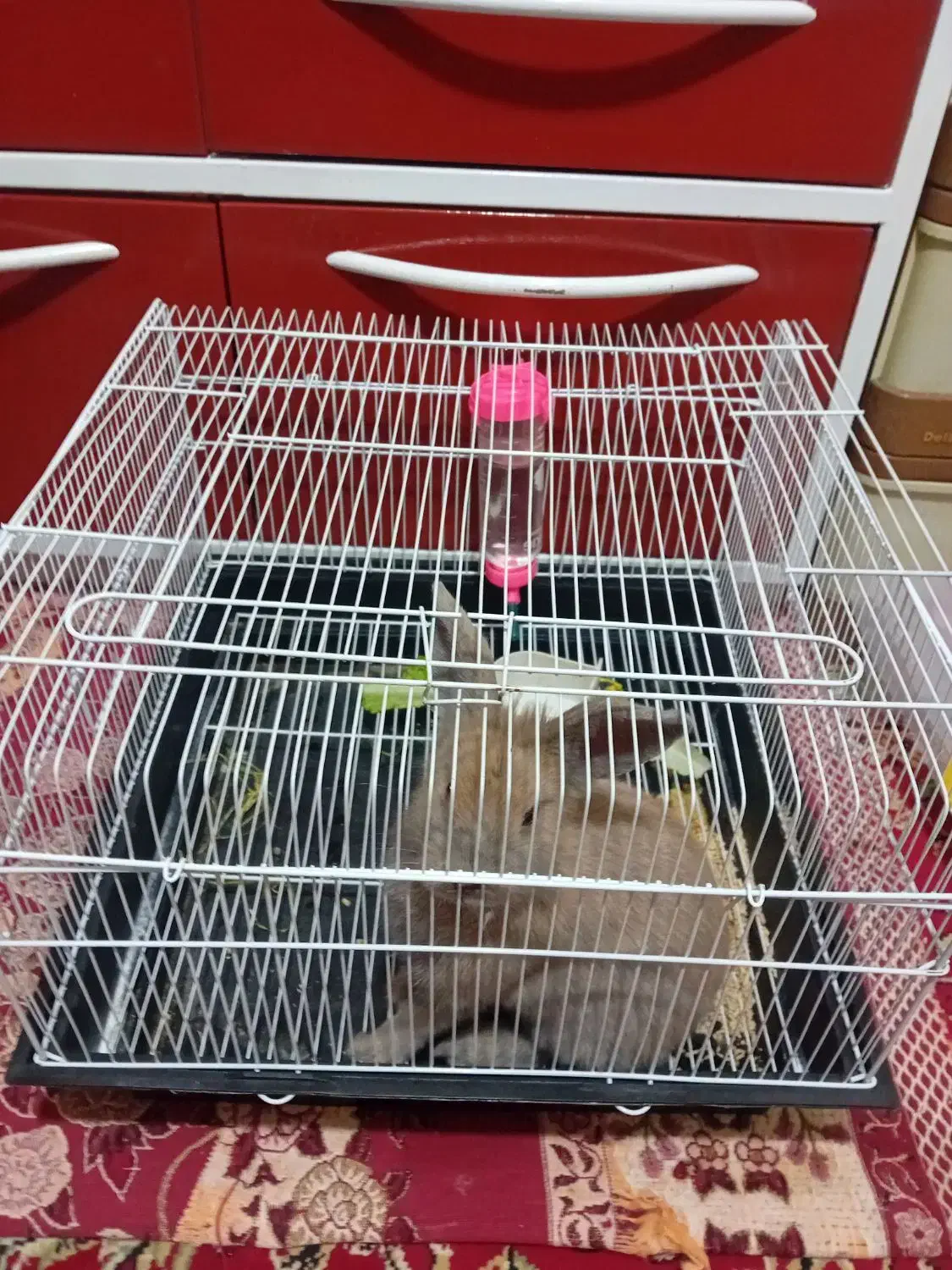 خرگوش|موش و خرگوش|نکا, |دیوار