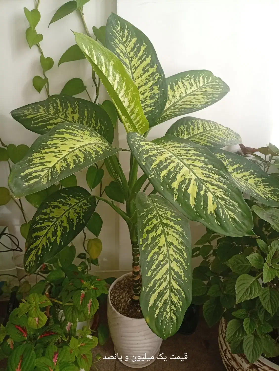 گل وگلدان|گل و گیاه طبیعی|بومهن, |دیوار