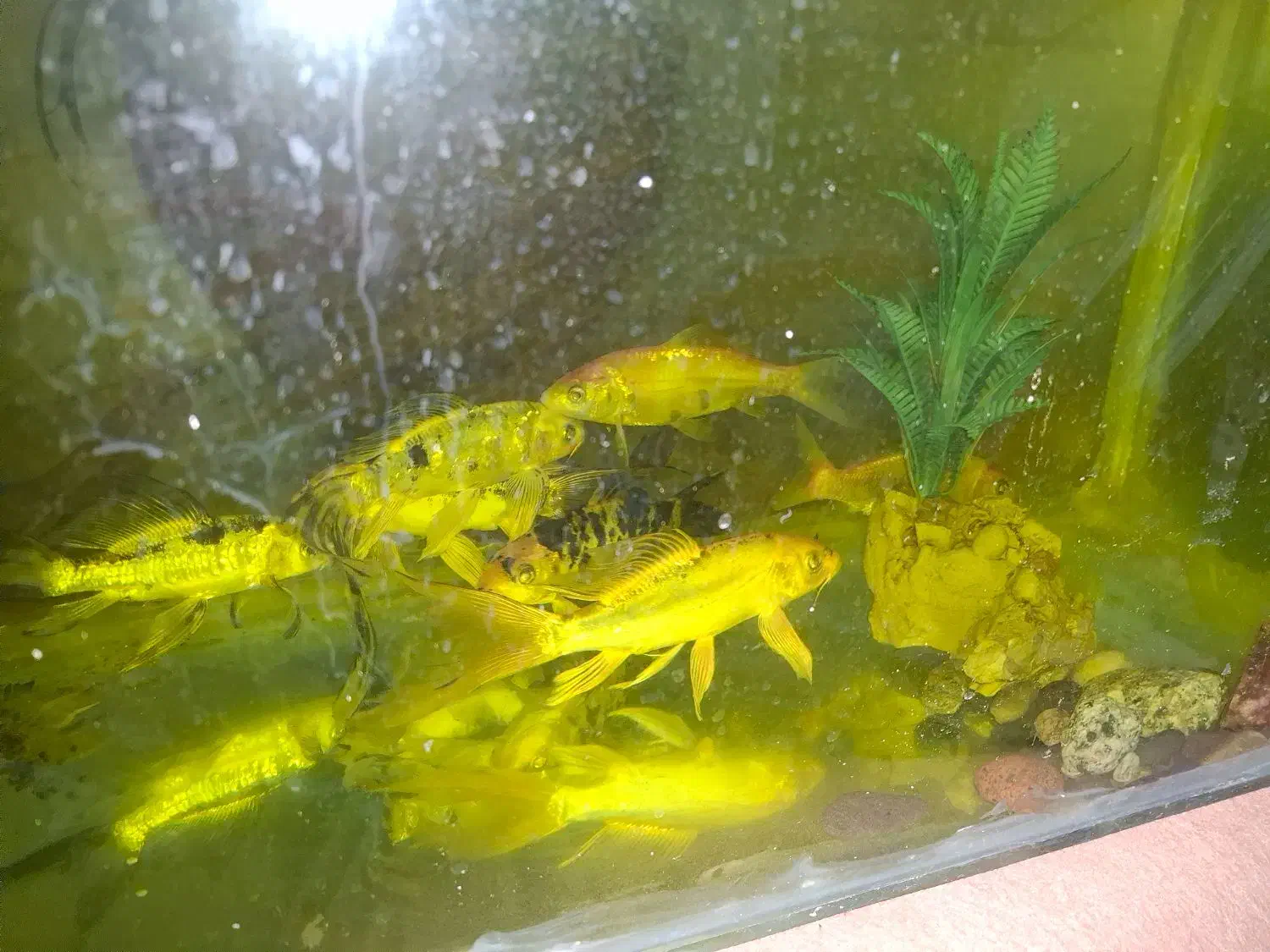 ماهی کوی|ماهی|یزد, |دیوار