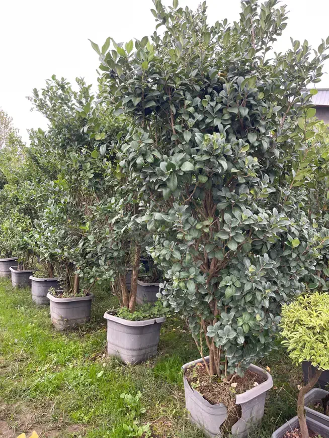 گلخانه گل درخت|گل و گیاه طبیعی|سیرجان, |دیوار