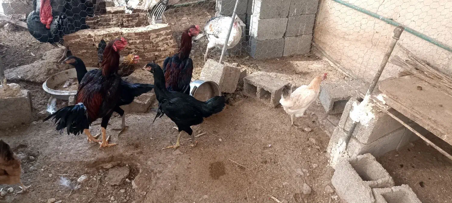 تخم مرغ لاری و محلی نطفهدار|حیوانات مزرعه|خورموج, |دیوار